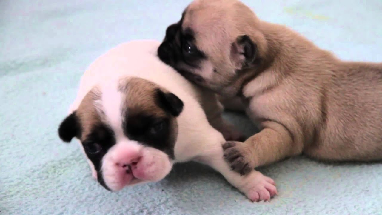 Französische Bulldoggen Welpen - 2te Woсhe / French Bulldog Puppies two Week / щенки бульдога