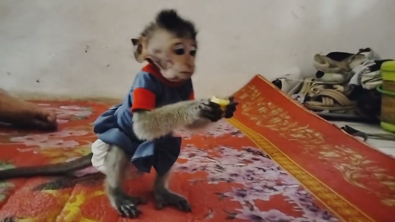 Baby monkeys are very active playing and eating.￼