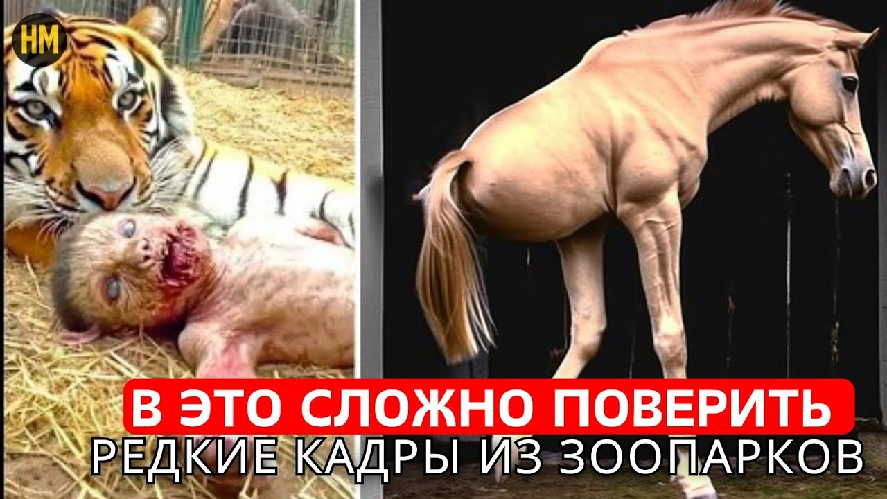 Такого НЕ УВИДИШЬ каждый день! БЕЗУМНЫЕ животные один на МИЛЛИАРД в зоопарках, снятые на КАМЕРУ!Live
