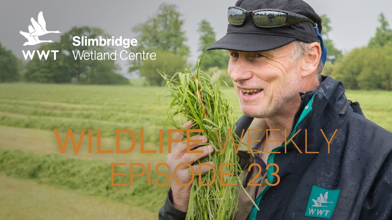 Wildlife Weekly Slimbridge - Episode 23
