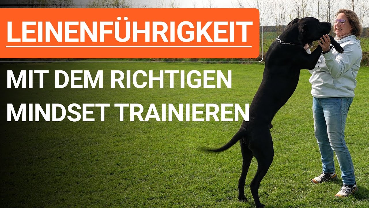 🐕 Mit dem richtigen Mindset die Leinenführigkeit beim Hund trainieren ➡️ Praxisvideo 🐕✔️