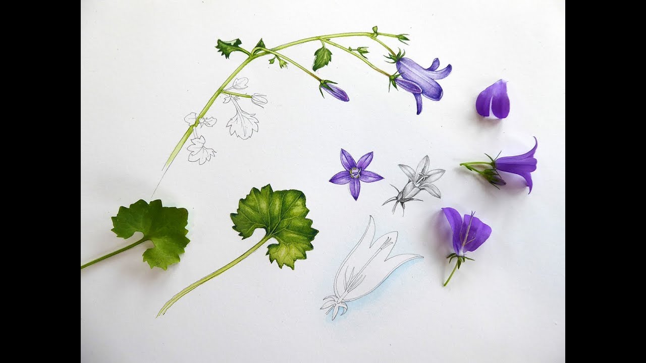 Lizzie Harper Botanical Illustrator Compares watercolor hot press papers (part 3)