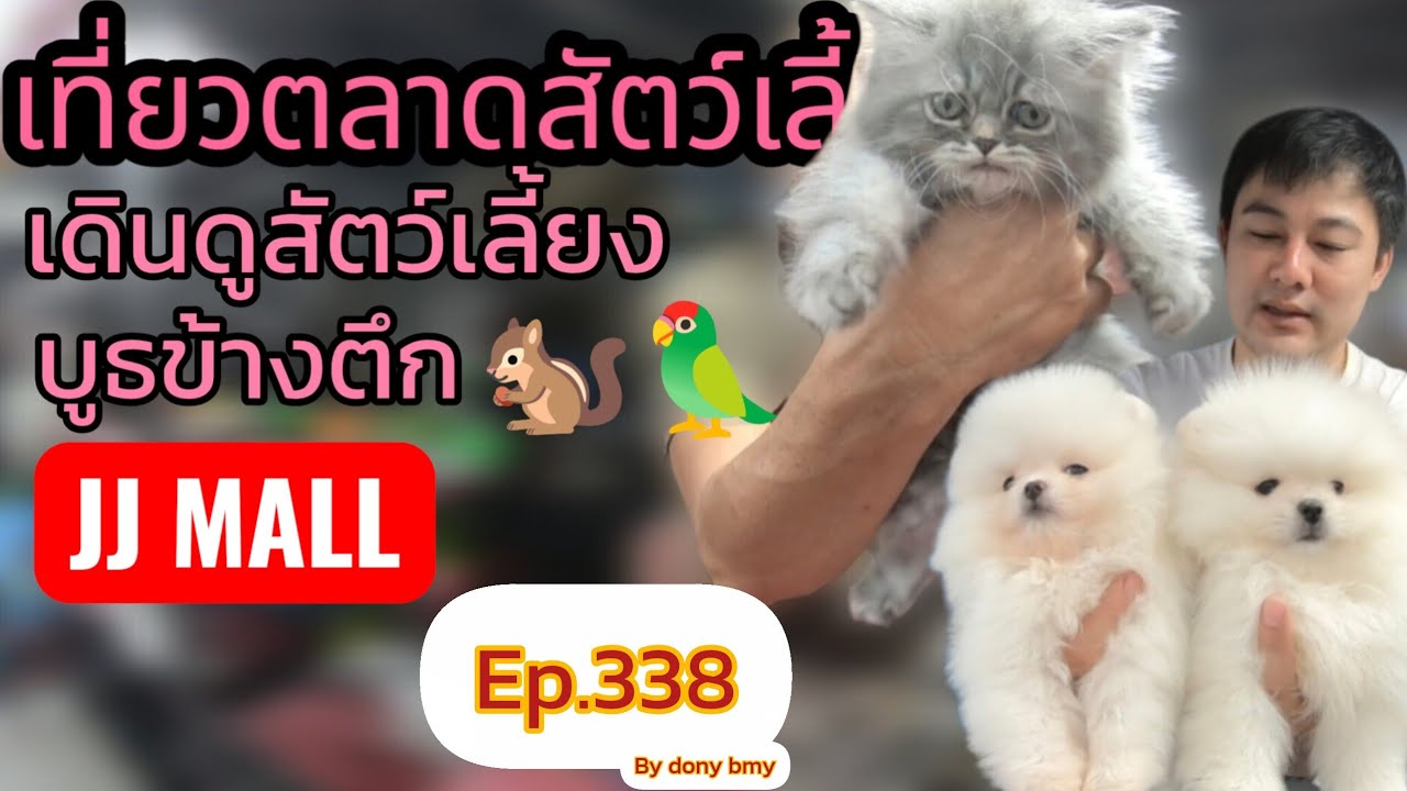 เที่ยวตลาดสัตว์เลี้ยง Ep.338 🐿🦜🦉 |บูธข้างตึกเจเจมอลล์| #ตลาดจตุจักร #Chatuchakmarket #36ในมาแรง
