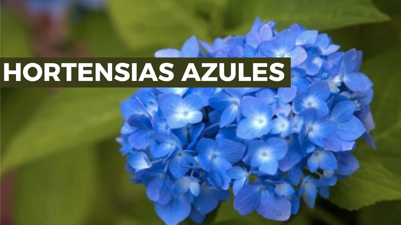 &iquest;Qu&eacute; son las HORTENSIAS AZULES? &iquest;Como conseguirlas y cuidarlas?
