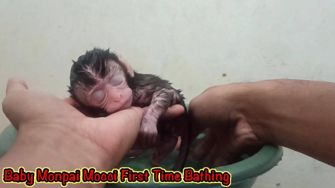 This is the expression of Baby Monpai Mocci for the first time bathing || Monpai Mocci Baru Mandi