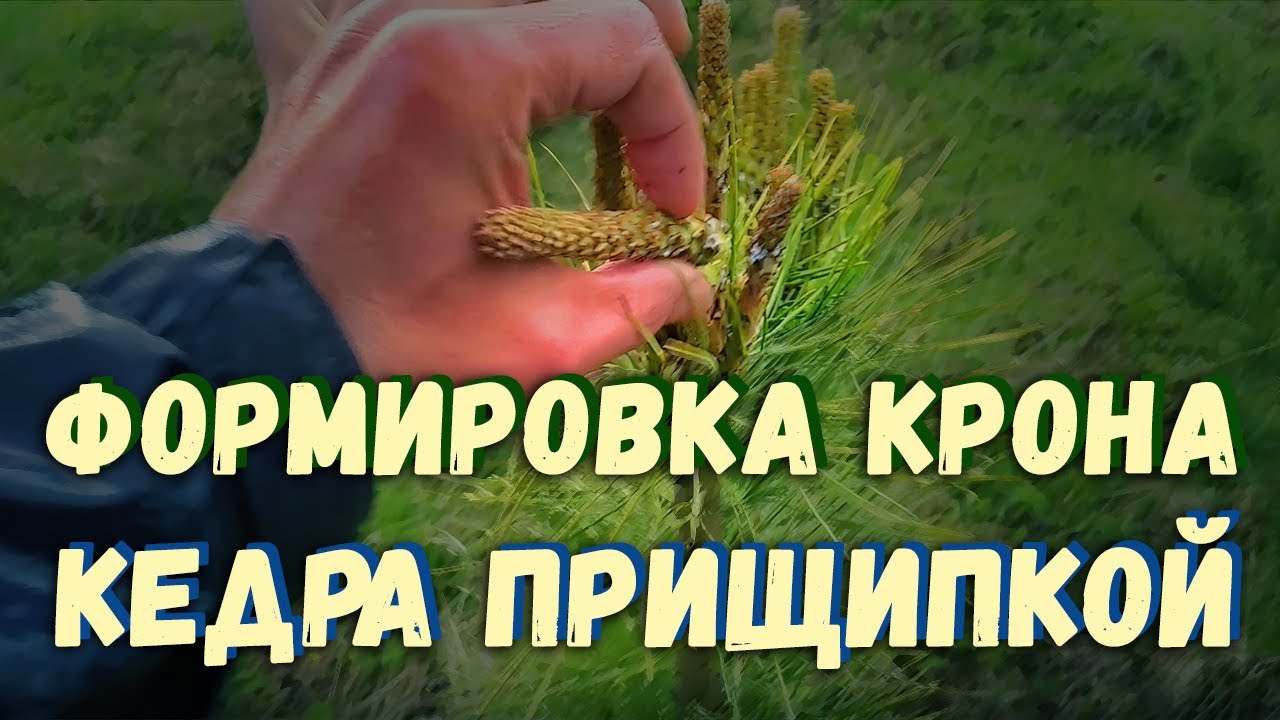 Разбираемся вместе, как формировать крону кедра прищипкой