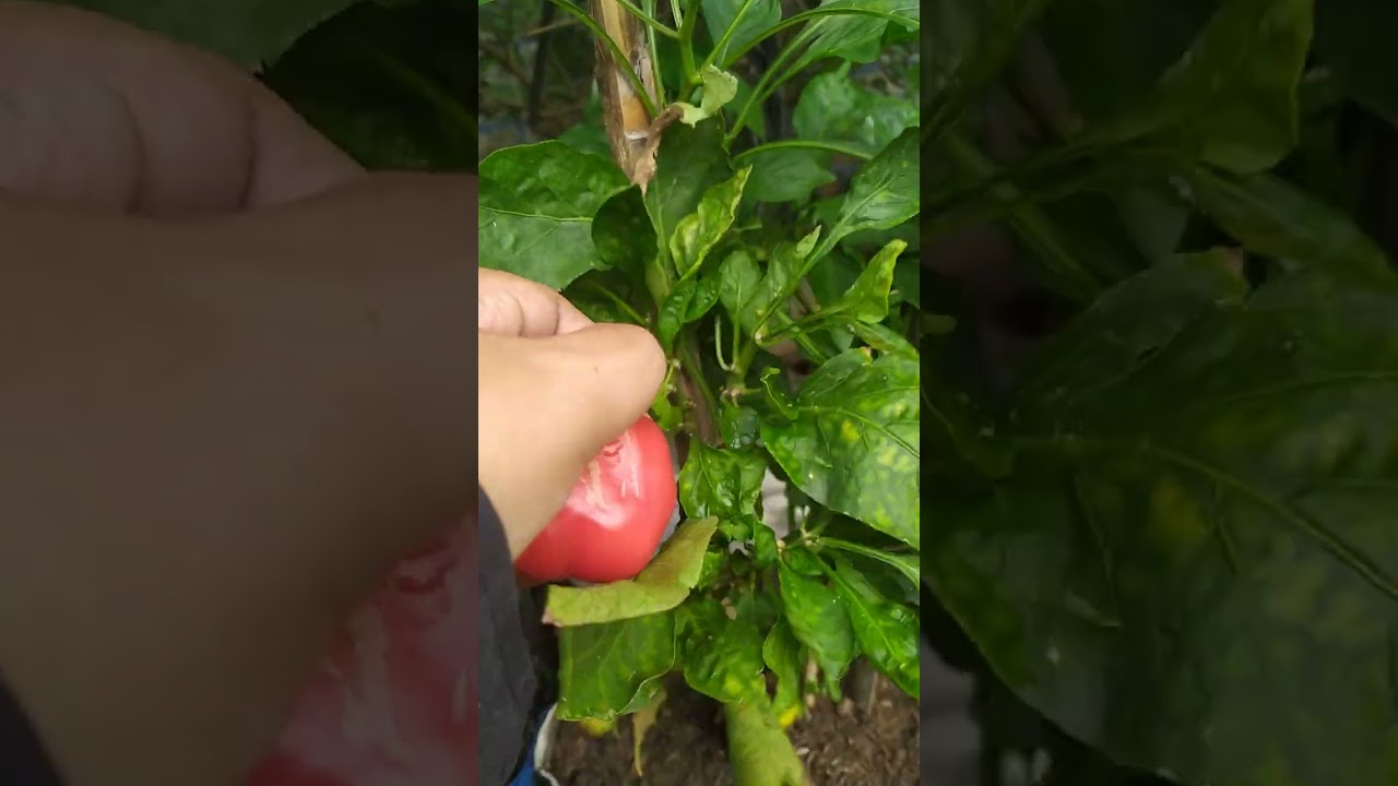PETIK-PETIK PAPRIKA 😊#pekaranganrumah #tambulampot #tanaman #paprika