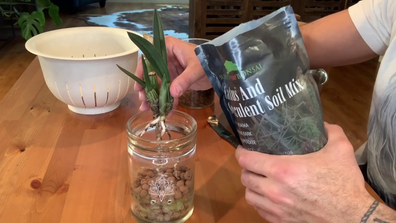 Repotting My Eulophia Petersii