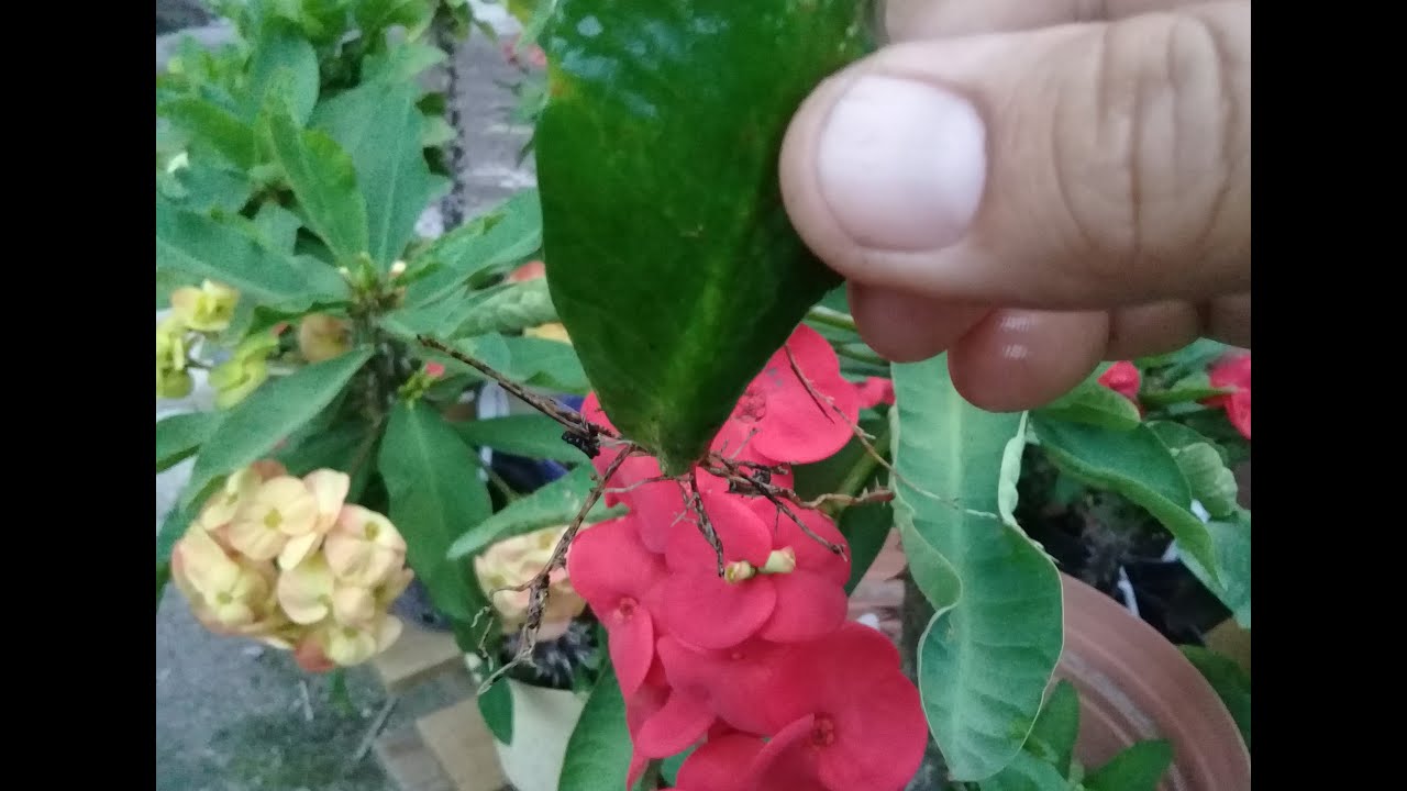 enraizando hojas de corona de Cristo