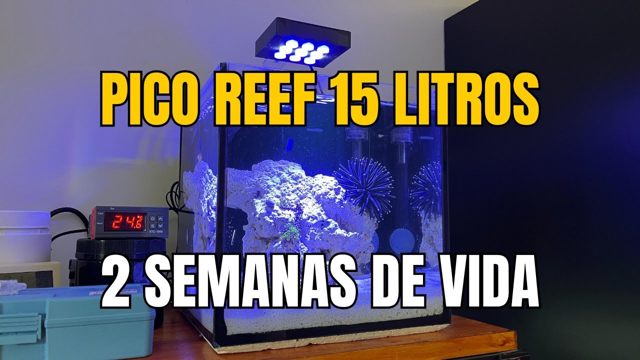 AQUÁRIO MARINHO 15 LITROS: 2 SEMANAS DE VIDA