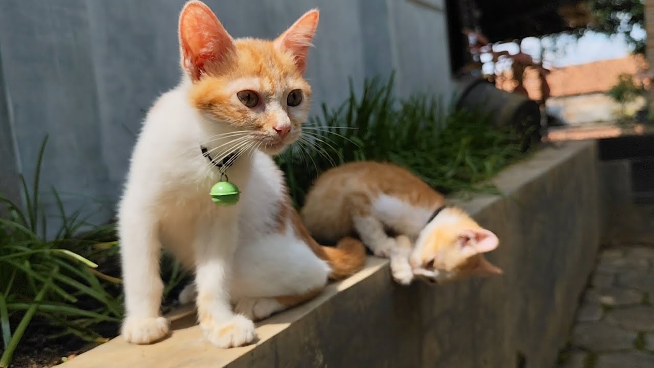 🔥two cats are sunbathing‼️bang fu animals
