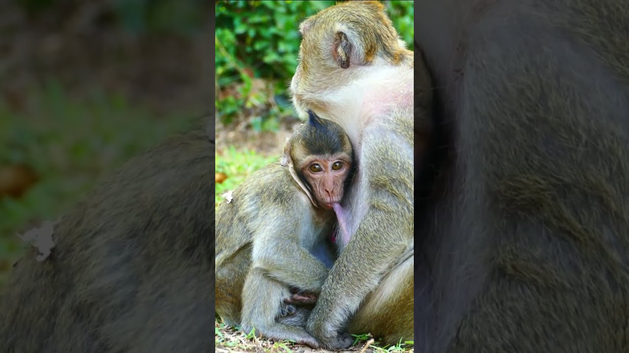 Adorable Little Monkey Tia Requesting Mom Tara For Milk Time But Tara Rejecting When Christ Is Close