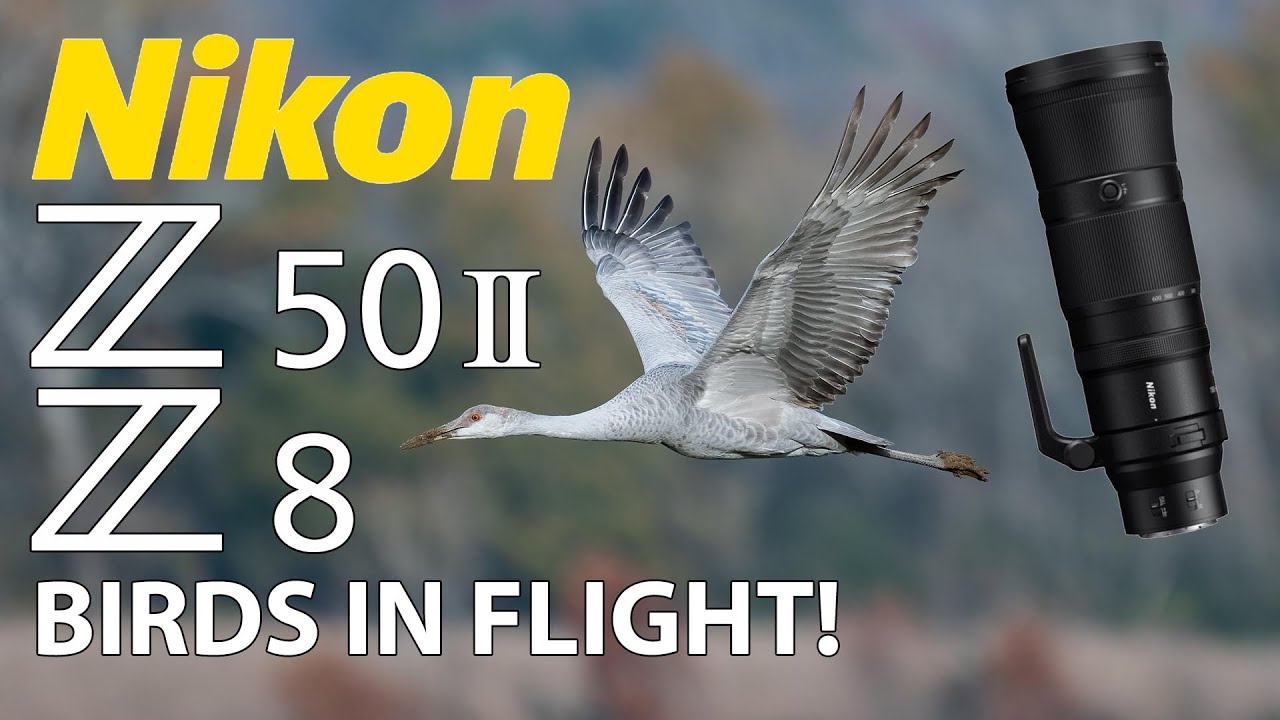 Фотосъёмка канадских журавлей на Nikon Z50 II и Z8 с объективом 180–600 мм! Птицы в полёте!