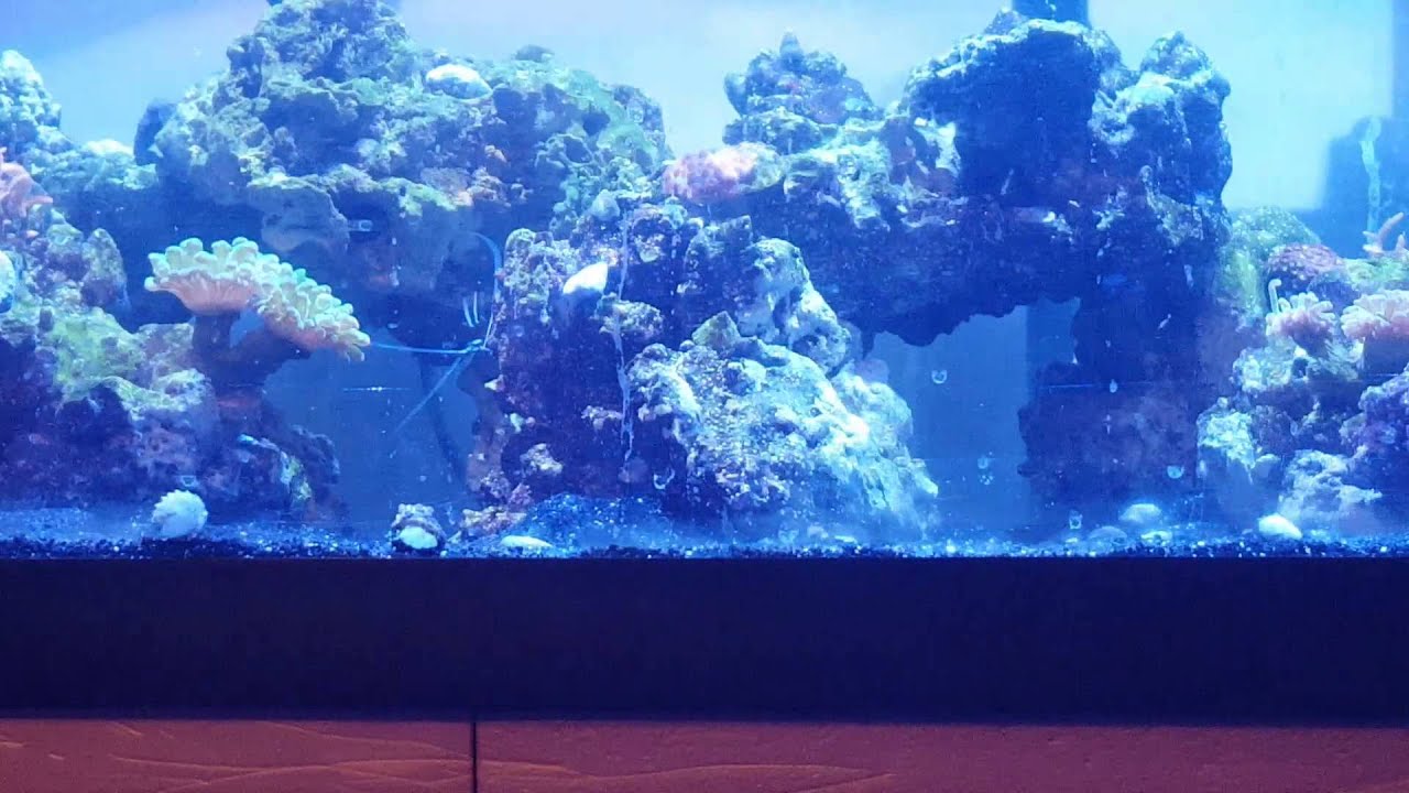 Reef life #7