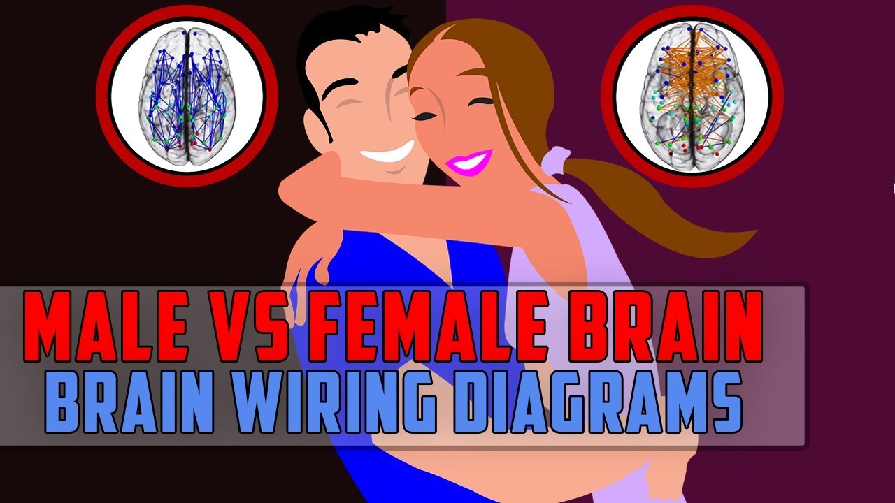 The difference between male brain and female brain : Brain Wiring