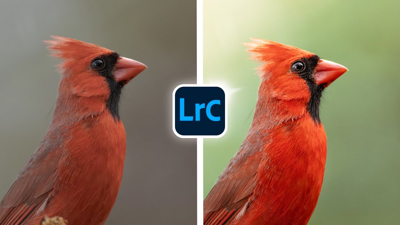 Простые и эффективные инструменты редактирования LIGHTROOM для птиц!