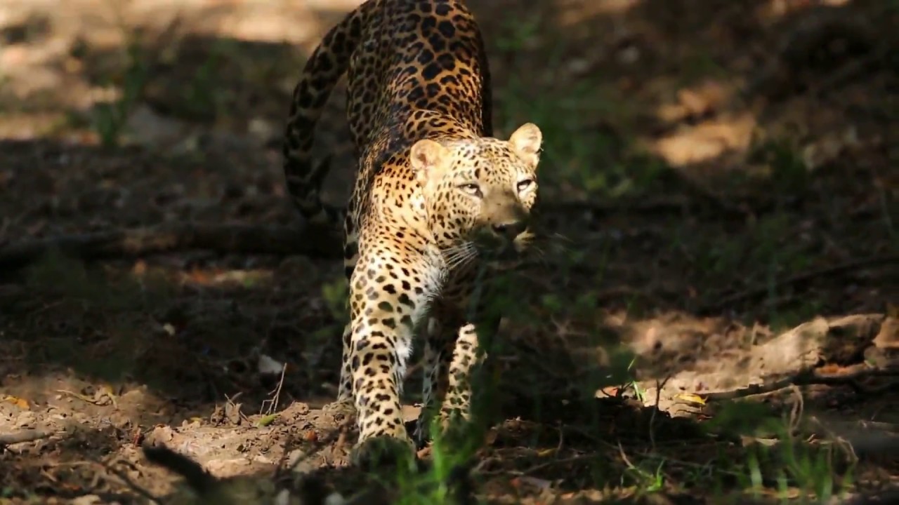 Noel Rodrigo's Leopard Safaris' Yala eco camp