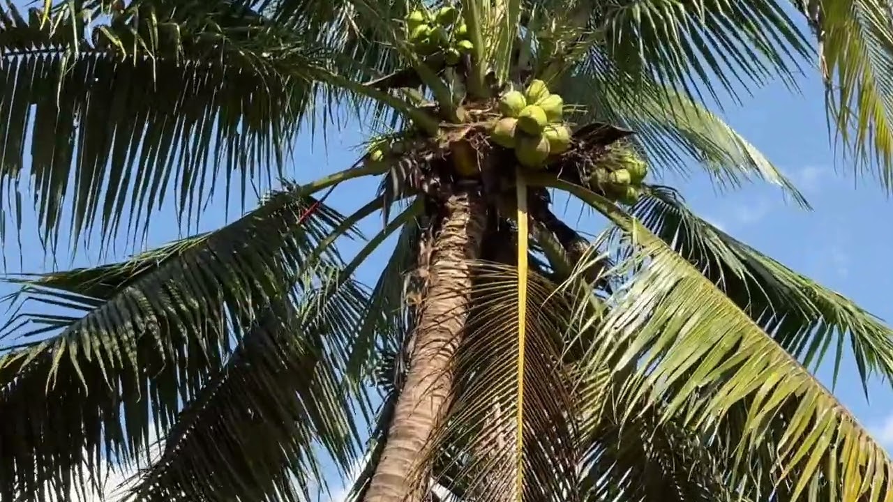 Ncig kwvtij nyob Thaib teb 