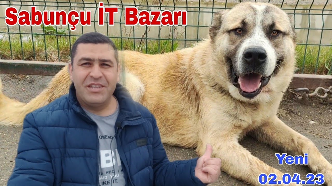Sabunçu İT Bazarı 02.04.23 Qurdbasar 400 azn Yeni Çəkiliş 👍 @mubarizemintv2271 #dogs #animals