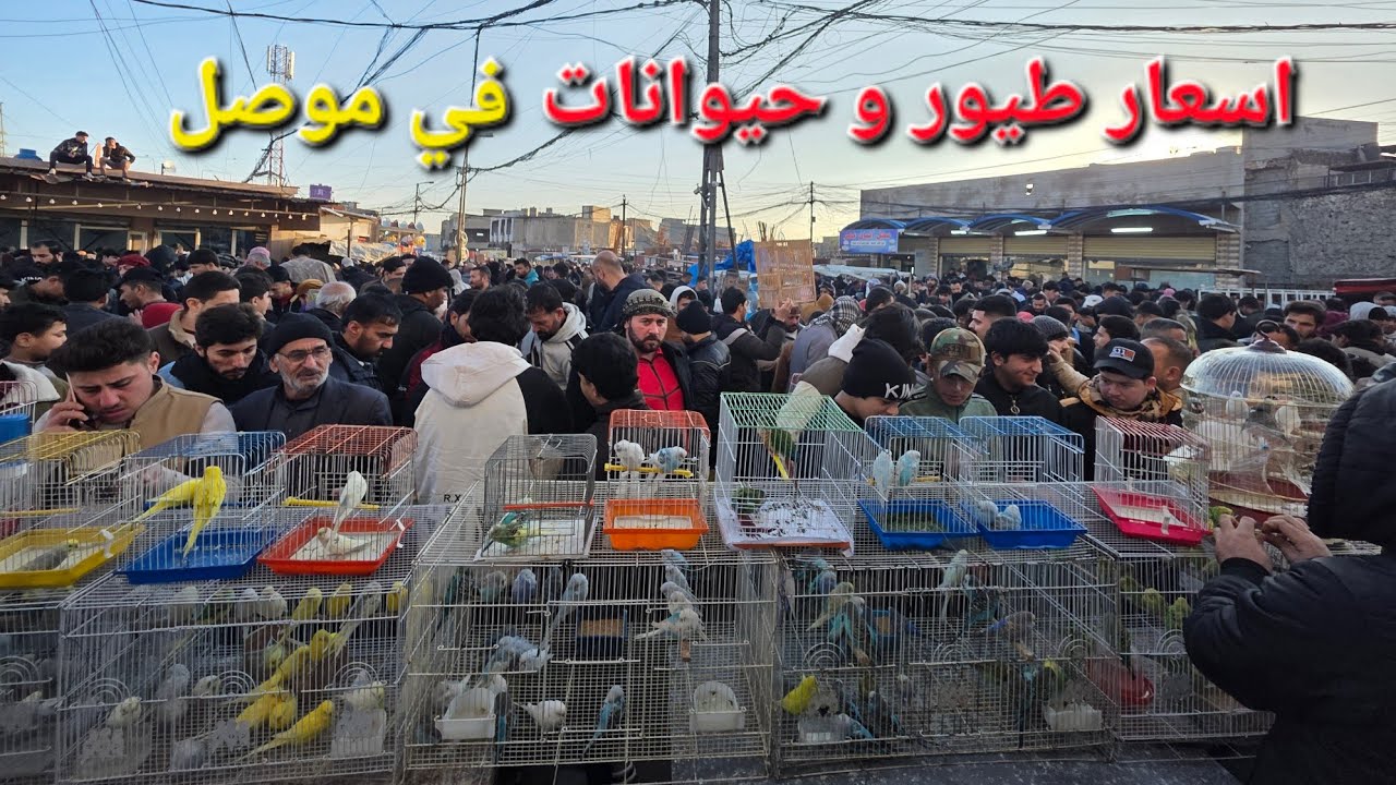 Экскурсия по пятничному рынку в Мосуле | Цены на птиц и животных в Ираке, Мосуле, Баб-Джадиде | Р...