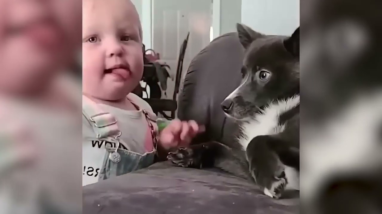 Funny PETS Videos 😂 Funniest pet moments ever [Part 1]