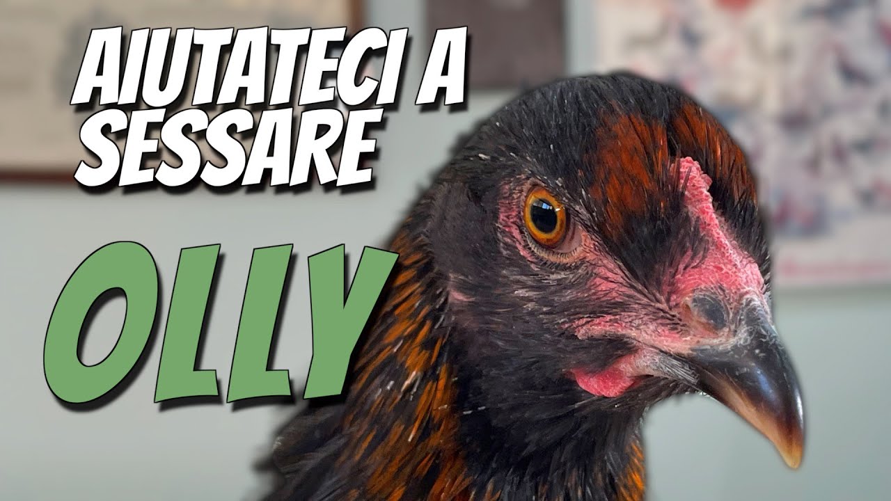 OLLY: MASCHIO O FEMMINA?