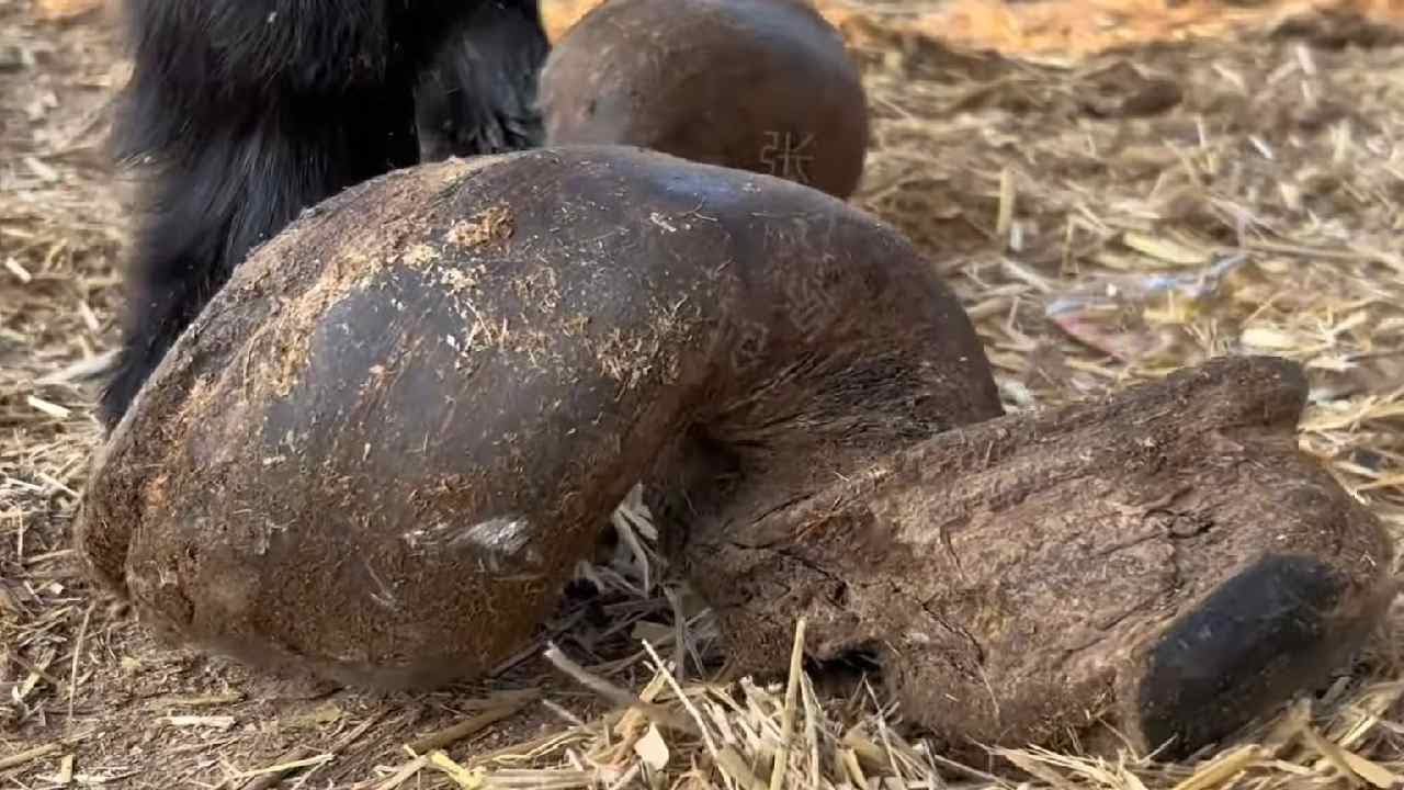 This Donkey Is So Pitiful! It Has Been Twisted Into A Knot After Not Being Trimmed For 8 Years!
