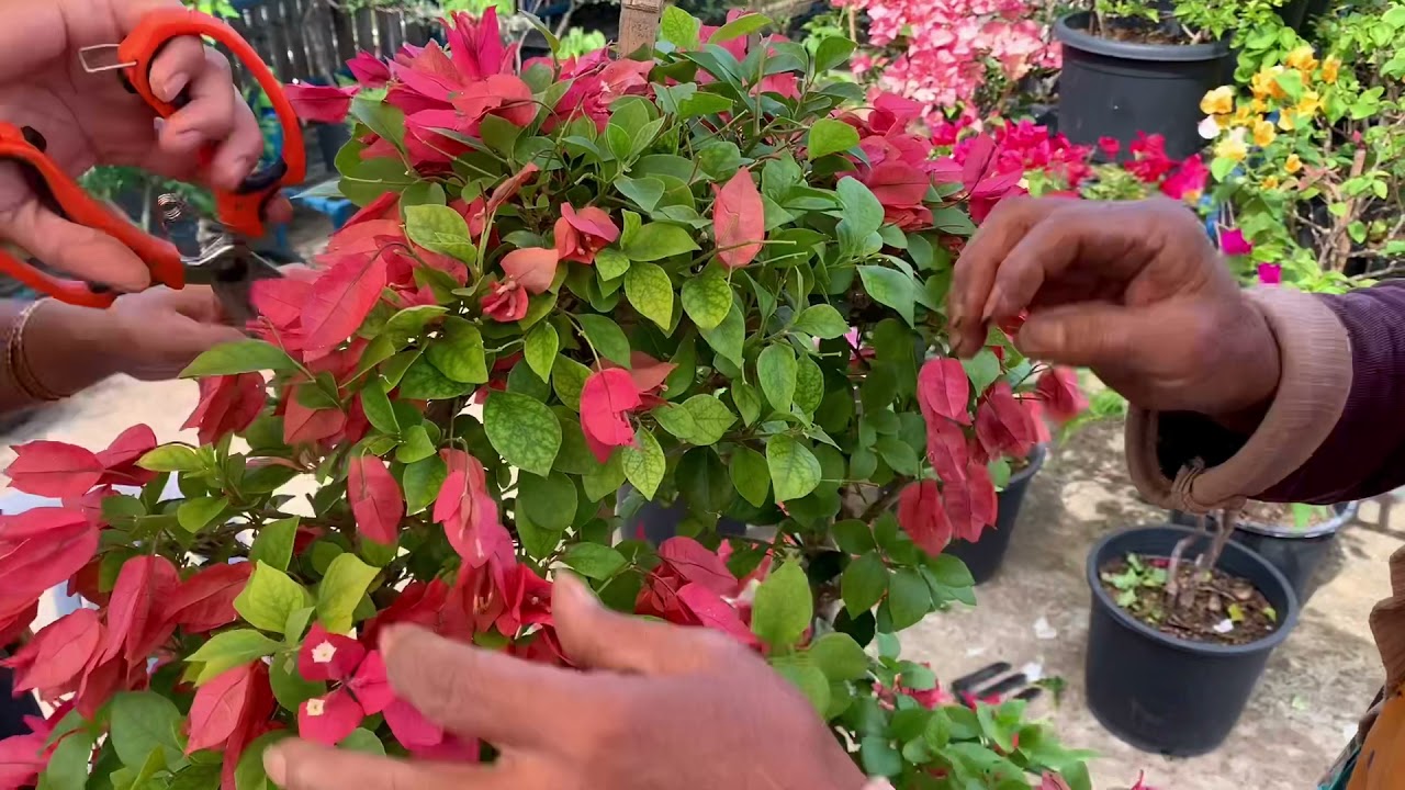 BOUGAINVILLEA CARE... Episode 4 Discarding the faded flowers( English) ... to induce next Bloom