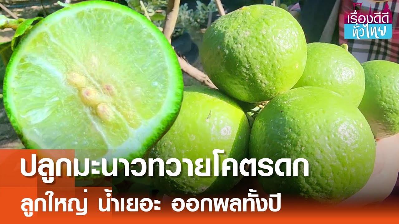 ปลูกมะนาวแป้นทวายลูกดก ออกผลตลอดปี  | เรื่องดีดีทั่วไทย | 2-12-67