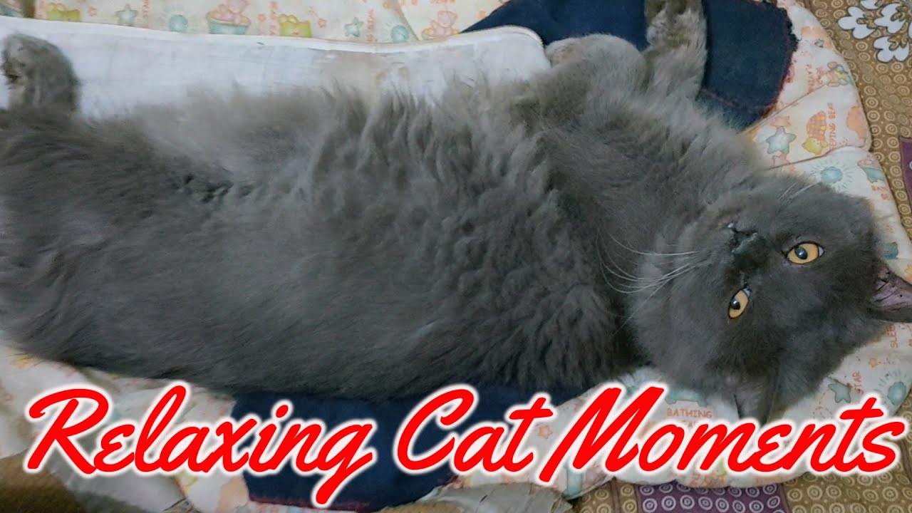 Relaxing Cat Moments | Calm Your Mind with Cute Cat Vibes 🐾😻