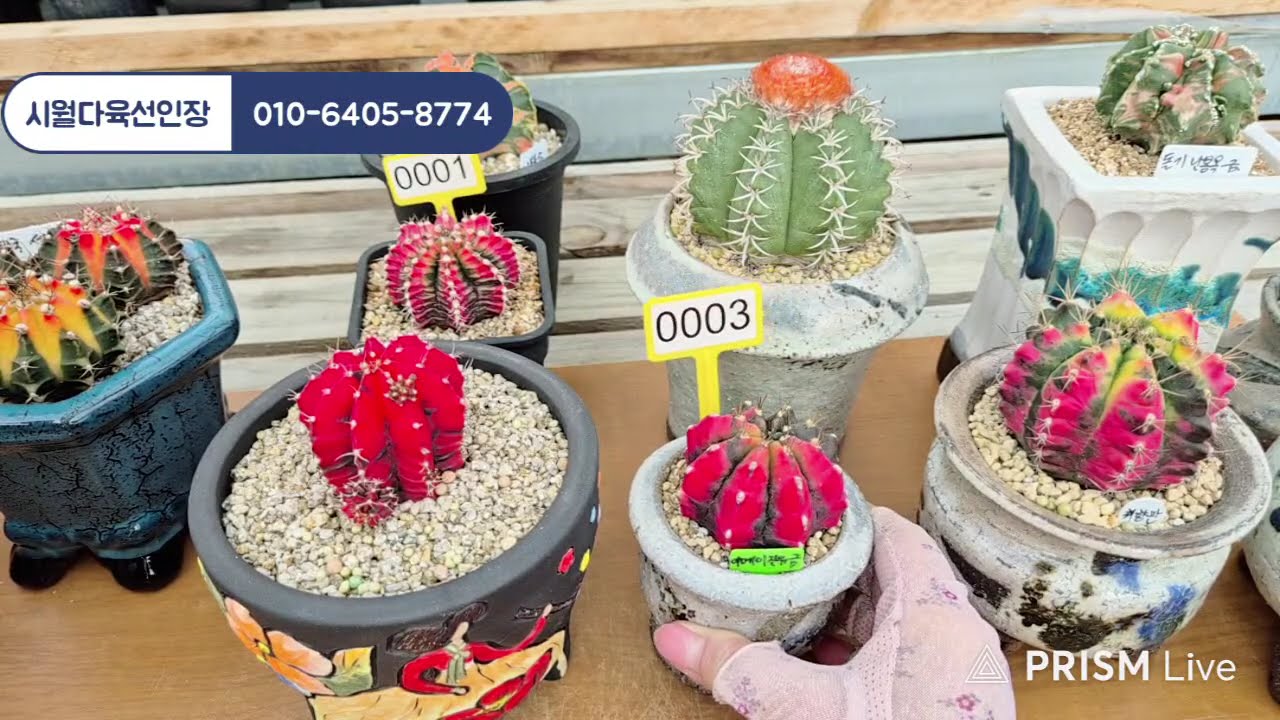 🌵시월다육선인장 라이브 방송