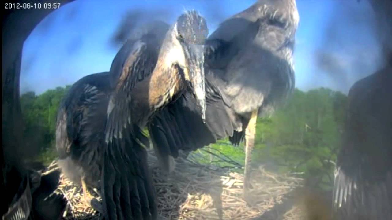 Heron Cam 2012 Highlights