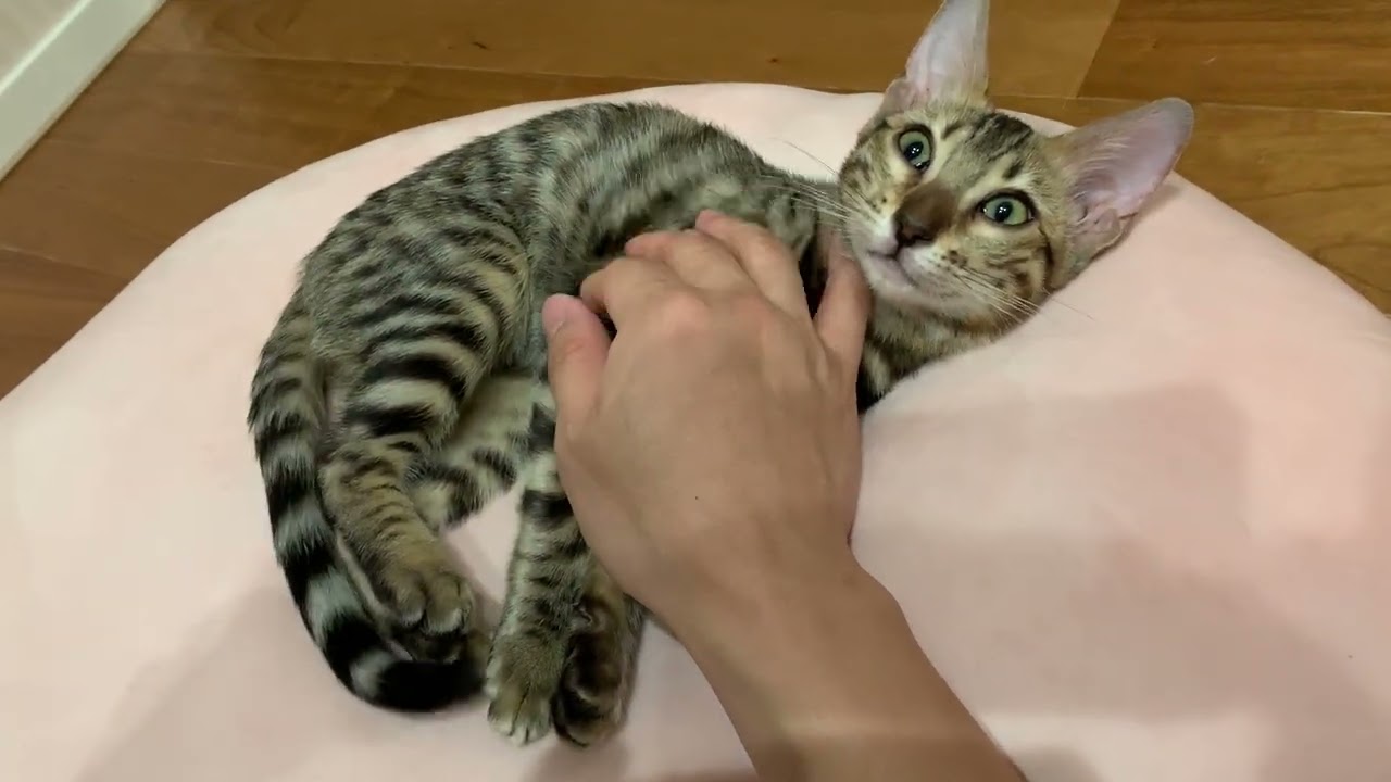 #作業用　#猫  #cat  #chill 座ってなでる