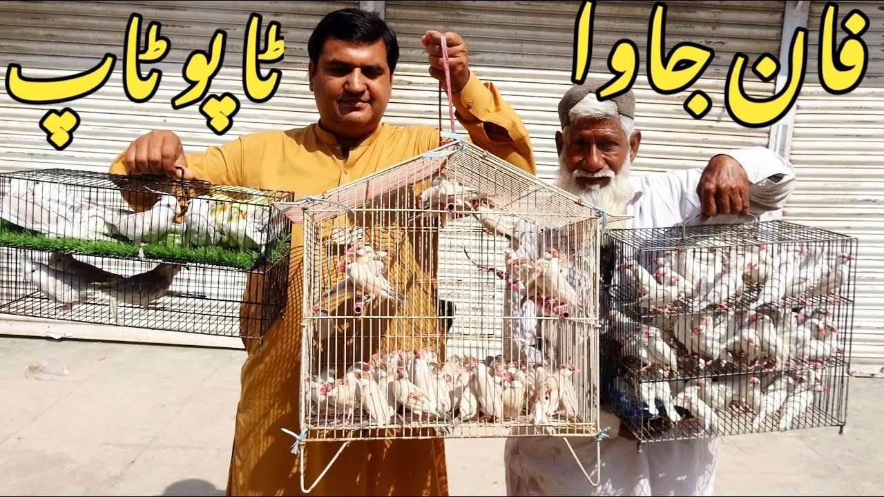 Birds Market Lalukhet Sunday Video Latest Update 3-8-25 Market Bahut Achi Condition Me