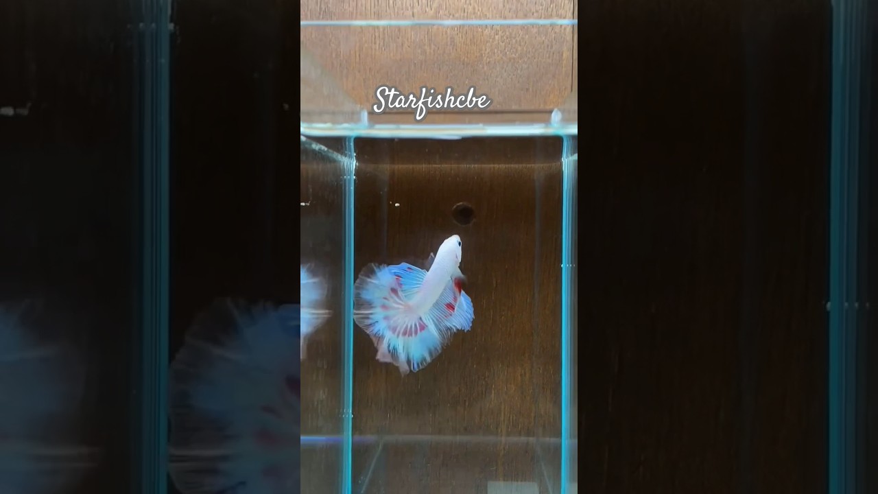 full moon betta fish full white colour most important #trending #fish #shorts