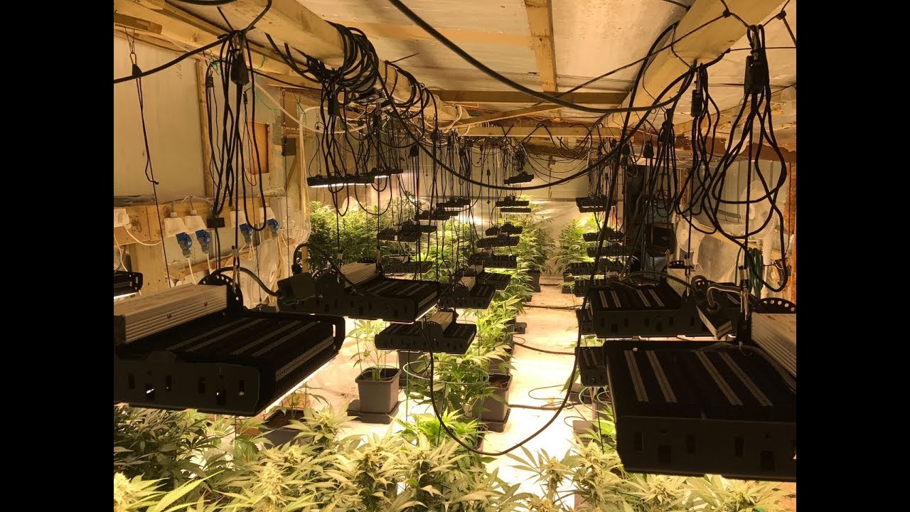 www.ledhydroponics.co.uk skyline 800 led grow lights