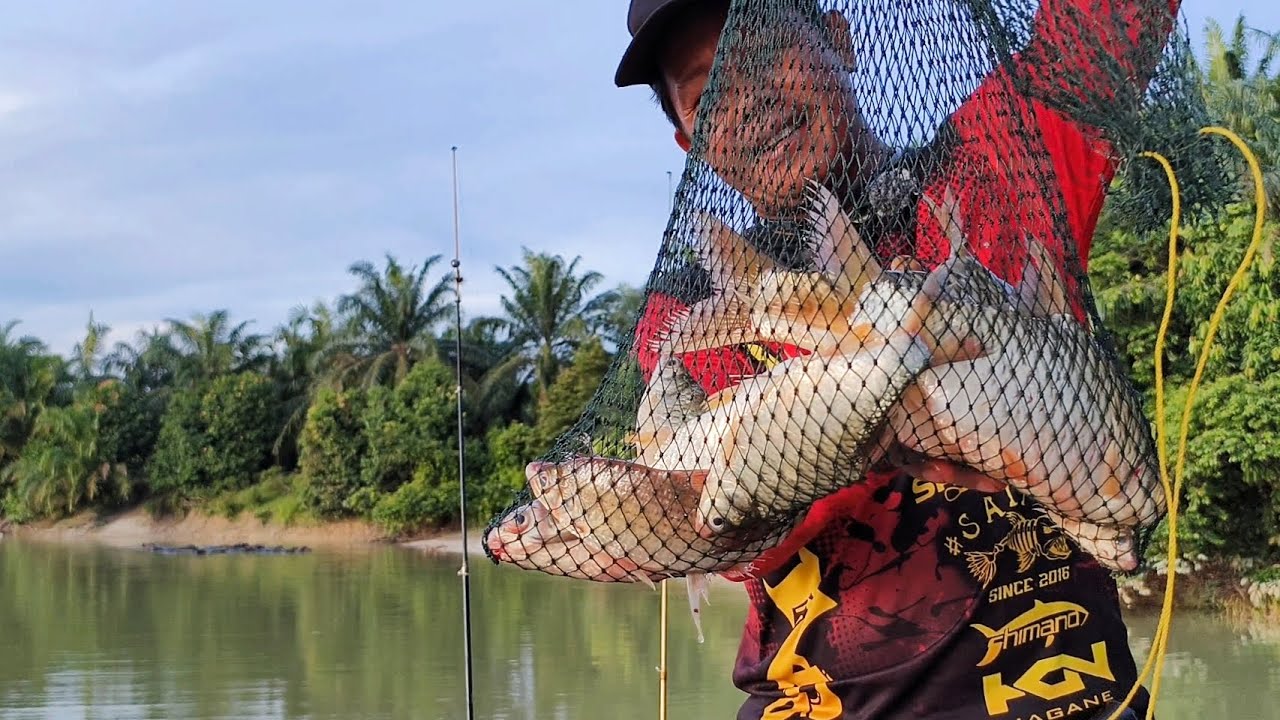 Mancing lampam lombong umpan dedak mengkudu padu kawin roti ikan besaq banyak tapi payah makan