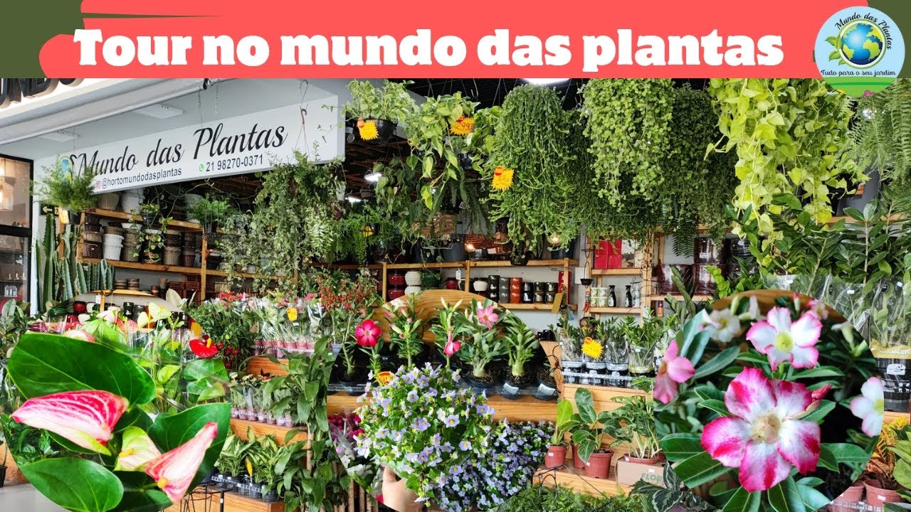 mundo das plantas no mercado municipal - loja linda e bom preço