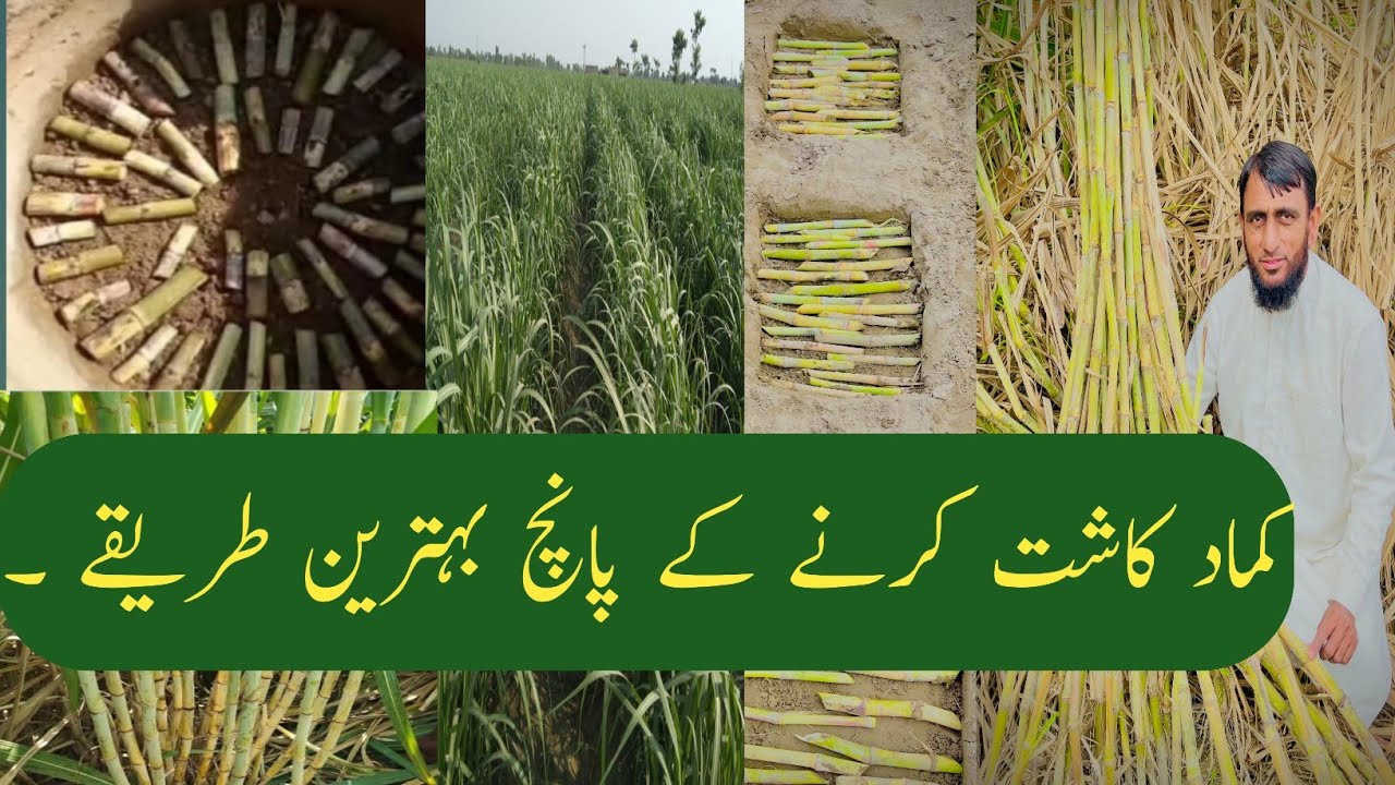 Five best methods of sugarcane cultivation.
