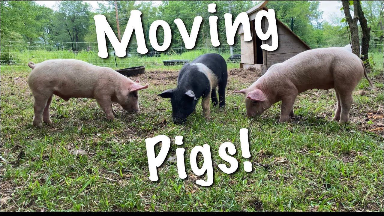 How to Move pigs from one Pen to Another