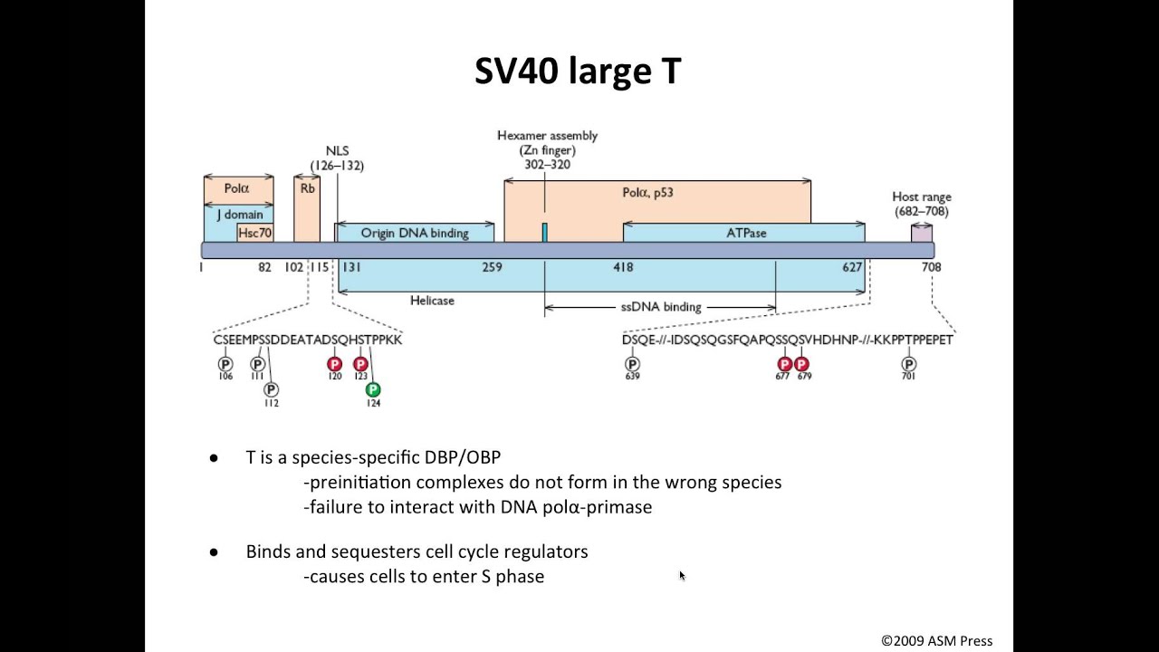 Viral origins