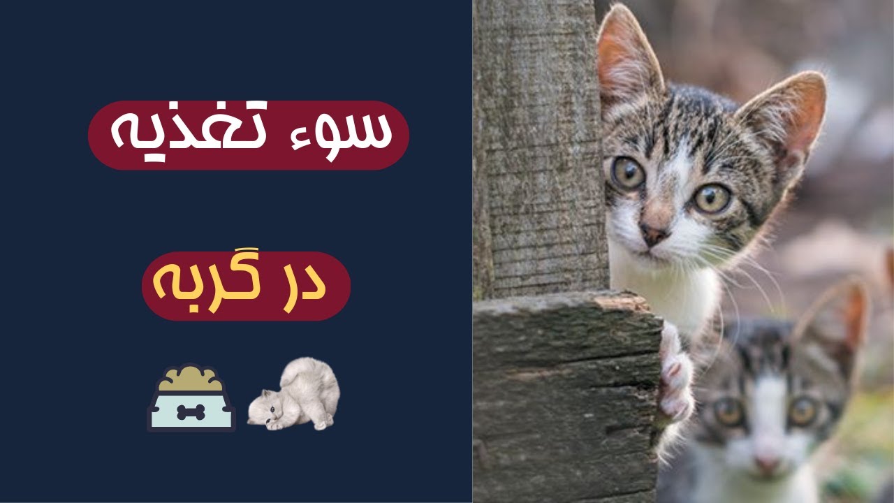 سوء تغذیه در گربه | تقویت بچه گربه ضعیف با غذا