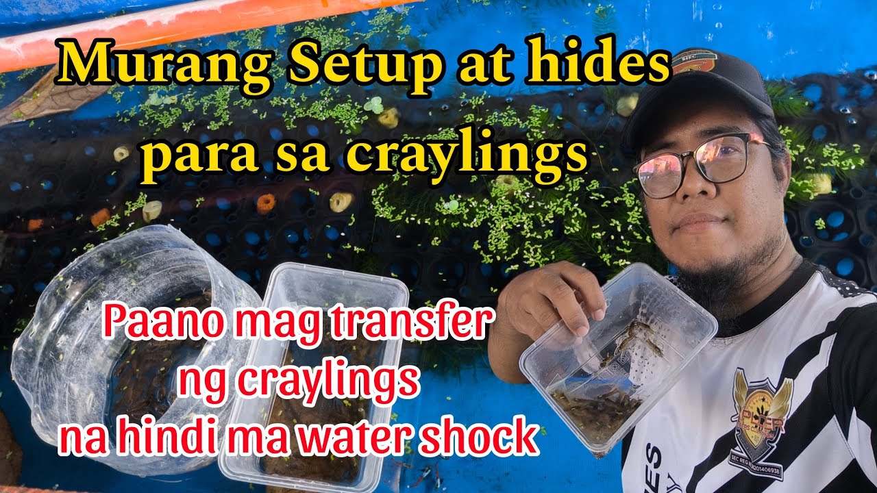 paano mag lipat ng craylings na hindi mawater shock || murang setup at hides|| crayfish farming