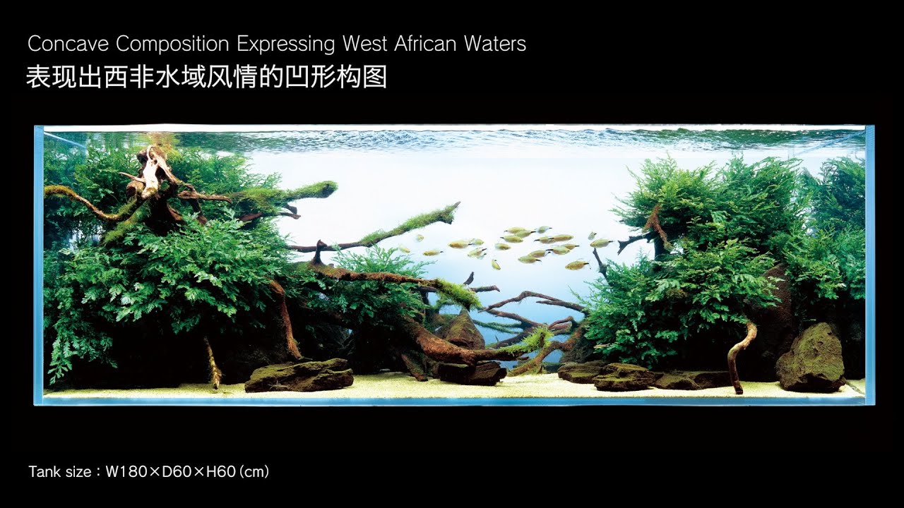 [ADAview] 180cm Aquarium Layout: Concave Composition Expressing West African Waters(EN/CN Subs)