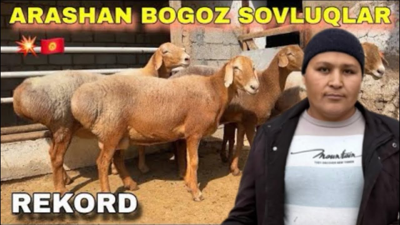 DONIYORBEK ARZONCHIGA  katta  SOVLUQLAR VA BÕĞOZLAR KELDI SHOSHLING ARZON NARHLARDA 