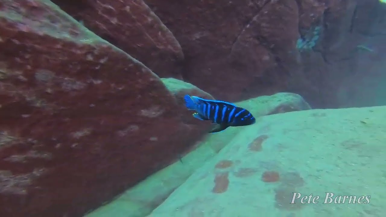Metriaclima zebra at Luwala Reef