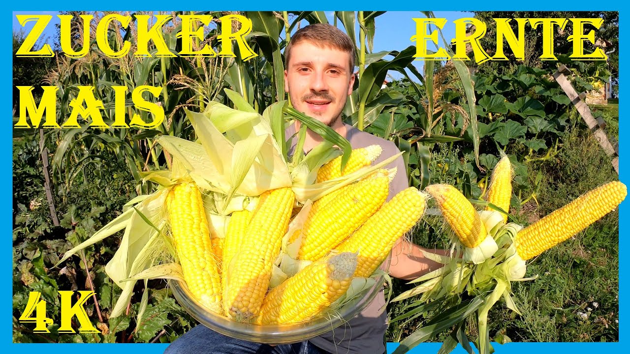 Ernte des goldgelben Tasty Sweet Zuckermais - Bioanbau im eigenen Garten - 4K60fps