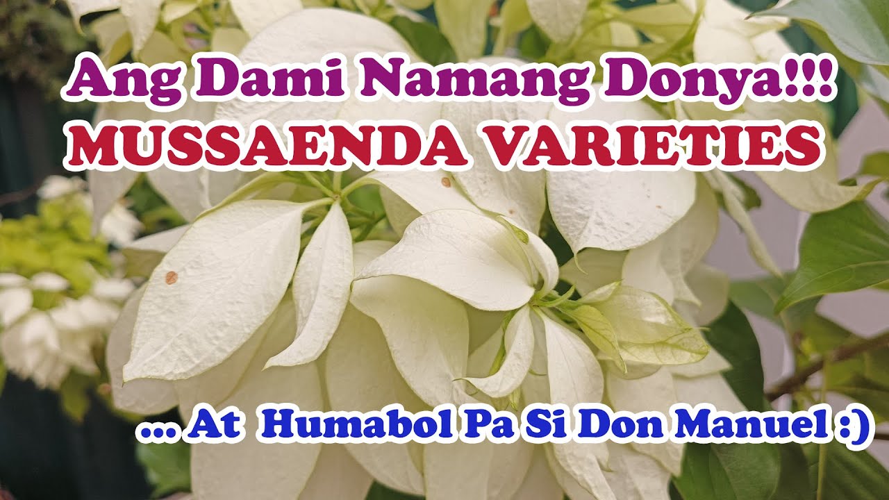 Ang Daming Donya!!! MUSSAENDA VARIETIES - At May Don Manuel Pa :)