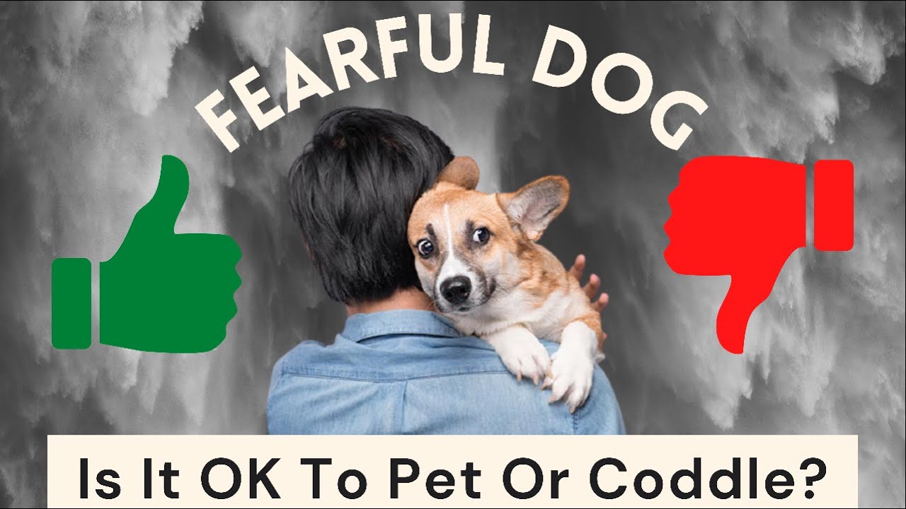 Are You Making Your Scared Dog, More Scared? (The Secret Is Revealed)