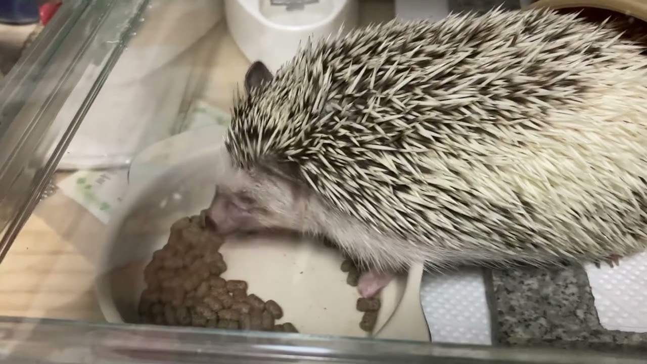 HARI-RYUの看板娘の食事